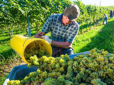 Image de VITI VINI