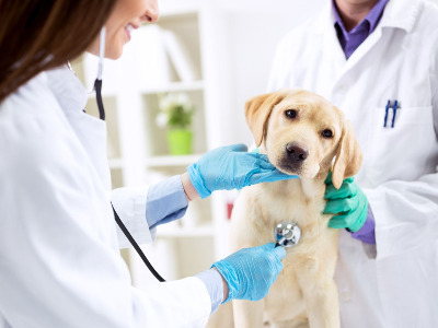 Image de VETERINAIRE